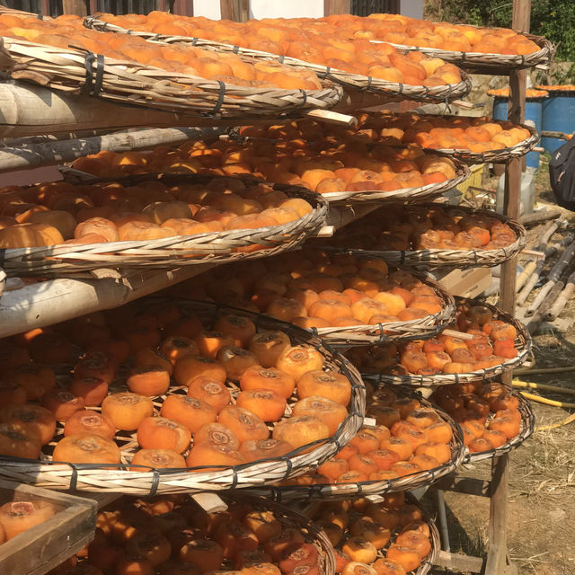 Persimmon Season in Guangdong 
