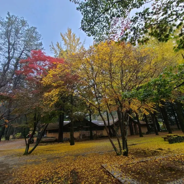 Autumn scenery of Nami Island