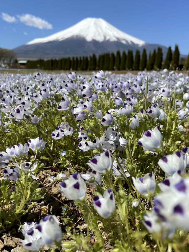 富士山とネモフィラおすすめスポット2選！