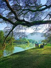 Heritage Raintree Walk & Picturesque Scenary