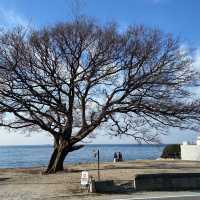 【日本旅遊】一 Pass 在手，暢遊日本任你走🇯🇵