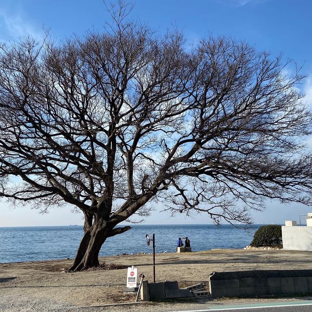 【日本旅遊】一 Pass 在手，暢遊日本任你走🇯🇵
