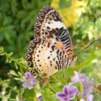 Butterfly Spotting at Hort Park SG