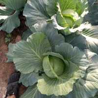 yindee organic farm at amnat