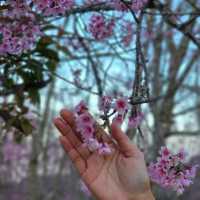 ไปหมู่บ้านสีชมพู ดูซากุระเมืองไทย 🌸