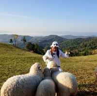 ✨Akha Farmville 🐑 ฟาร์มสุดฮิต ดอยช้าง เชียงราย