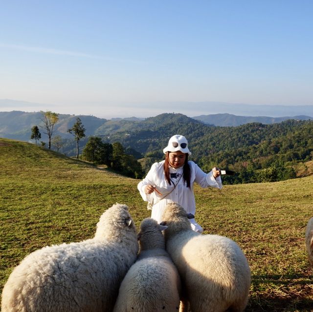 ✨Akha Farmville 🐑 ฟาร์มสุดฮิต ดอยช้าง เชียงราย