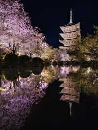 京都×夜桜 7選✨※一夜で回るルートプラン情報付 