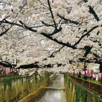 Most popular Cherry Blossom in Tokyo 