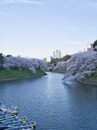 【九段下】皇居のお濠に260本の桜が咲き誇る🌸※オススメルート情報付き