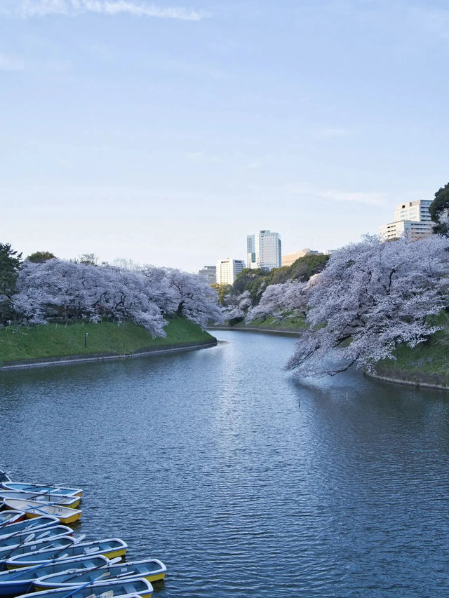 【九段下】皇居のお濠に260本の桜が咲き誇る🌸※オススメルート情報付き
