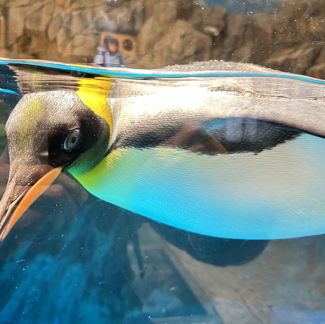 香港海洋公園是旅遊必定要去地方