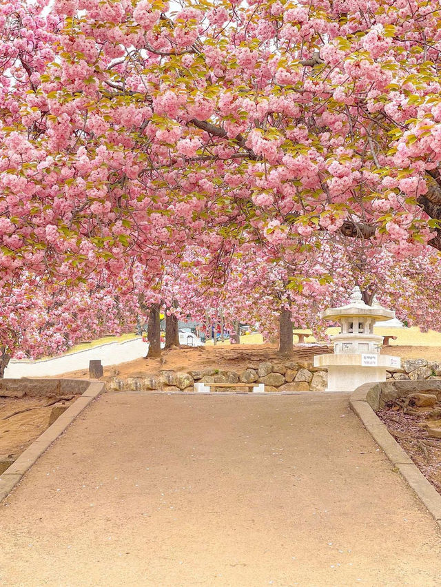 이번 주말, 겹벚꽃 보러 경주 다녀오셔요🌸♥️