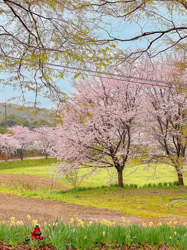 벚꽃+수선화 조합으로 벚꽃 막차타기🌸♥