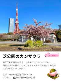 【芝公園／東京都】カンザクラ×東京タワー
