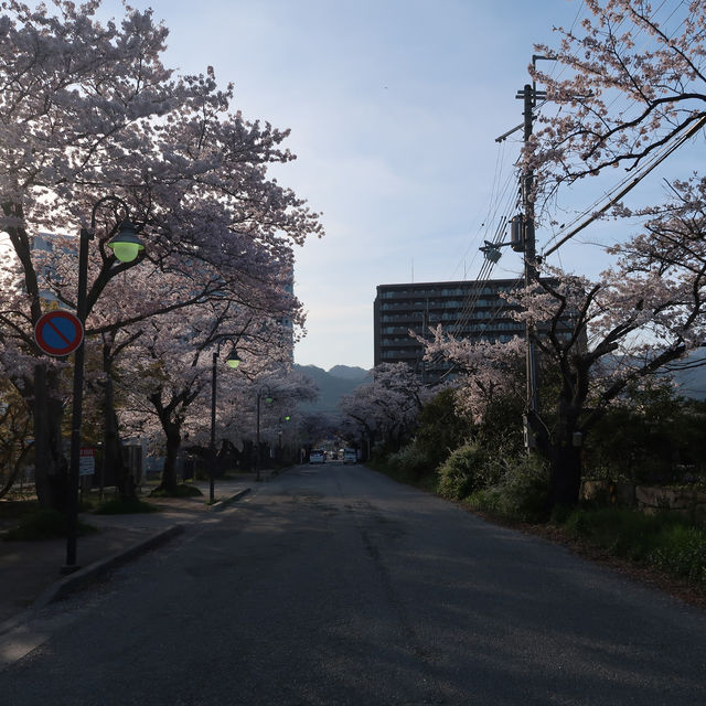 びわ湖大津館の桜とチューリップ