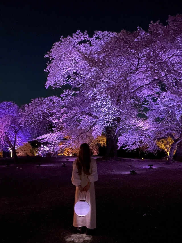 新宿御苑　桜のライトアップ