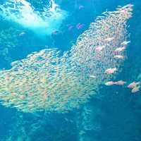 【鳥羽水族館】海底奇景～視覺與味覺的雙重饗宴