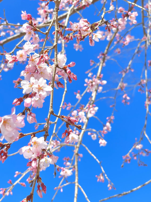 【スカイツリー×桜/墨田区】2024 ひと足早く、桜咲き始めています！