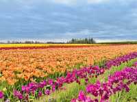 Wooden Shoe Tulip Farm