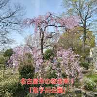 名古屋市の桜名所「荒子川公園」