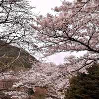 【別府】鶴見岳にある別府ロープウェイからの桜