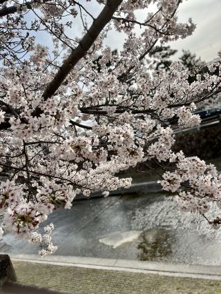 【阪急芦屋川站】櫻花與河川的相互輝映