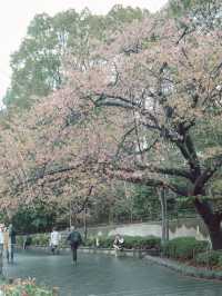 東京｜上野公園 櫻花盛開 日韓春天好去處🌸