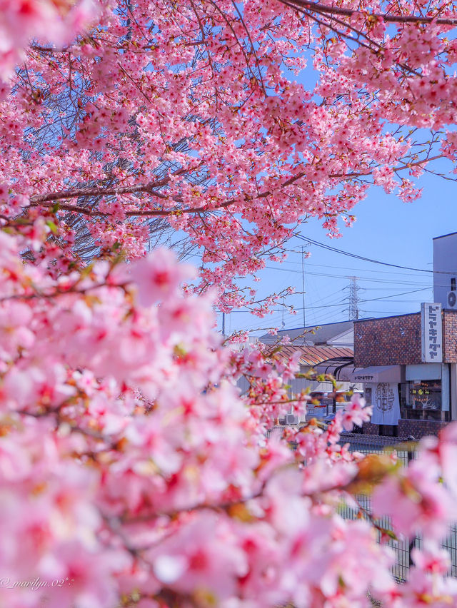 【栃木】この木何の木気になる木~♩満開の桜