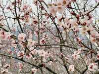 Himalayan cherry blossoms is a true marvel.