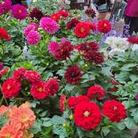 Flowers in Cameron Highlands. 