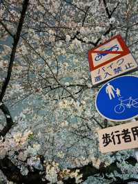 【東京】9割は知らない?!超穴場な夜桜スポット🤍