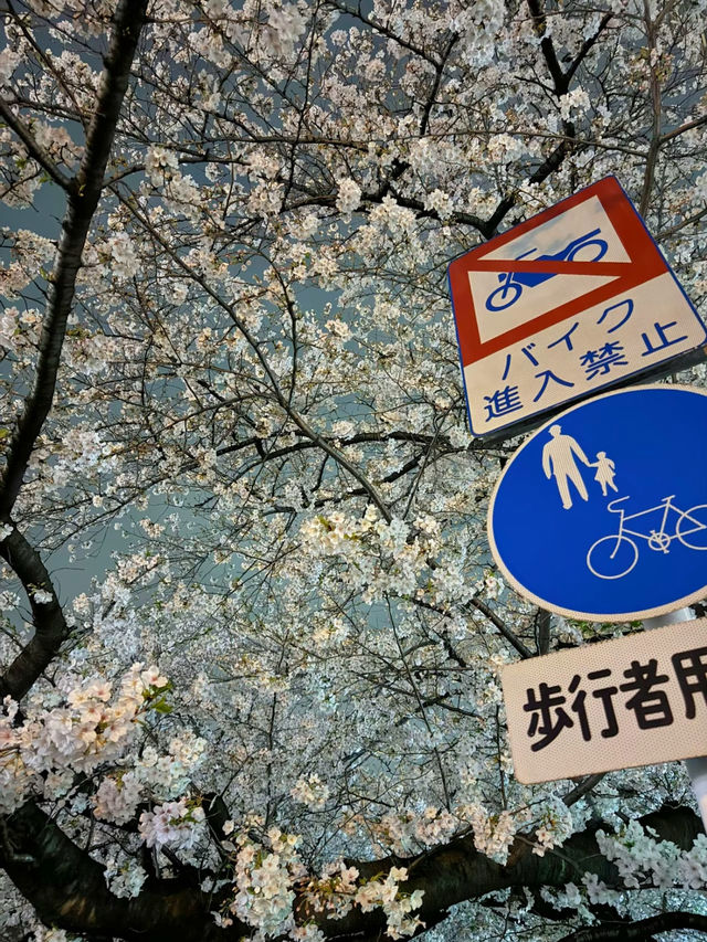【東京】9割は知らない?!超穴場な夜桜スポット🤍