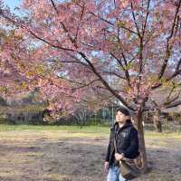 東京🇯🇵小金井公園🌸賞櫻花