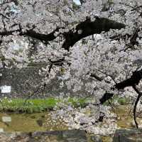 夙川公園