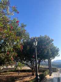 고지대에서 느끼는 봄🌲🌳🌷🌺 다양한 나무와 꽃들의 향연