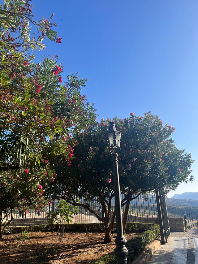고지대에서 느끼는 봄🌲🌳🌷🌺 다양한 나무와 꽃들의 향연