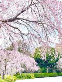 【櫻木神社/千葉県】桜最盛期の桜の代表的神社