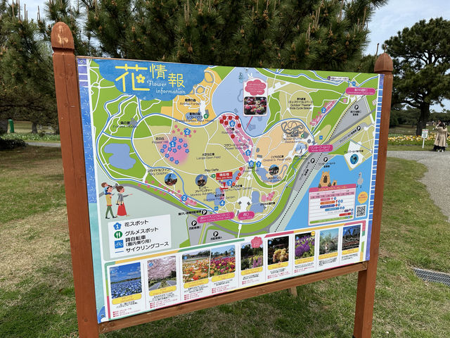 福岡・東区。さくらとネモフィラの共演が楽しめる『海の中道海浜公園』