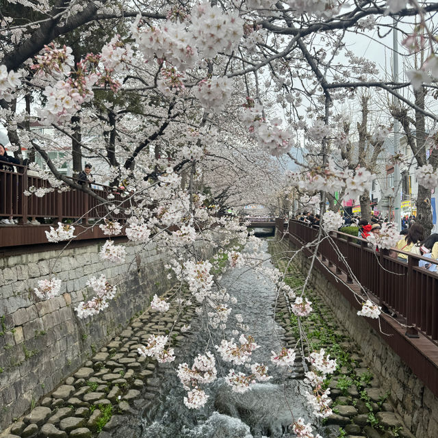 당일치기 버스로 다녀온 2024년 진해군항제 벚꽃 후기