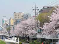 🌸서울 벚꽃 명소, 불광천!🏞️