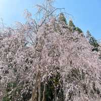 広島県　世羅　甲山ふれあいの里