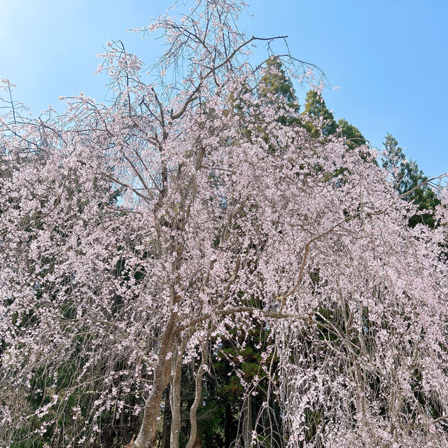 広島県　世羅　甲山ふれあいの里