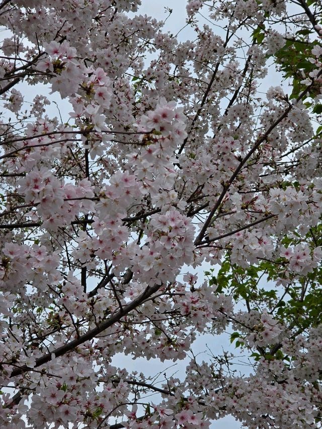 ซากุระเซี่ยงไฮ้ 🌸 ซากุระเซี่ยงไฮ้ 🌸