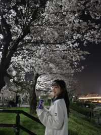 도쿄 벚꽃명소 스미다강