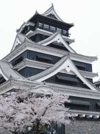 Kumamoto Castle จุดชมชากุระสวยๆ บานสะพรั่ง