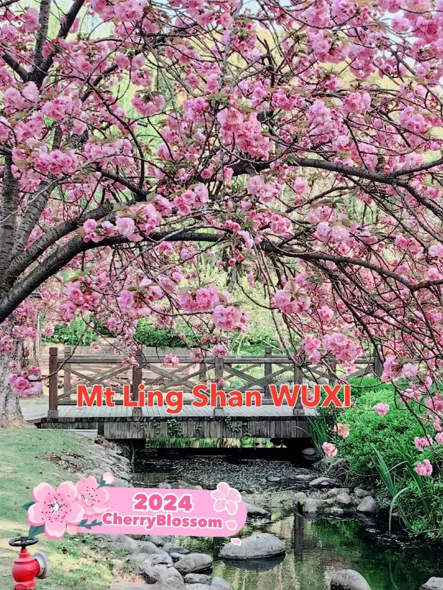 Cherry Blossom in WUXI 