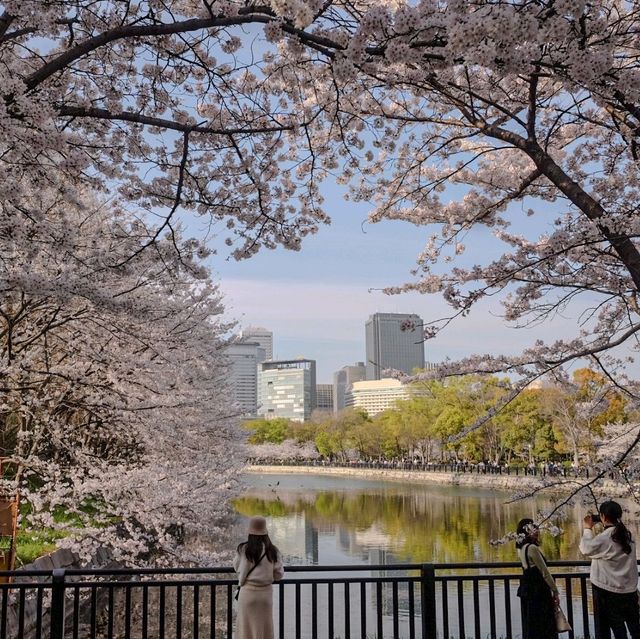 🇯🇵 Osaka castle park | Mesmerizing view of cherry blossom 🌸