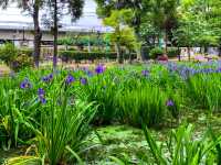 เทศกาลชมดอกไม้เมืองชิริว(花じょうぶまつり)💐🪻