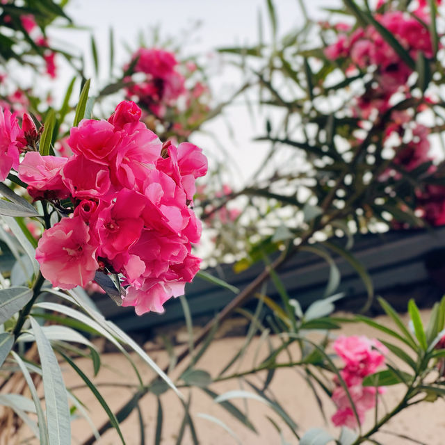 Regional cherry blossoms on the streets of Pokhara🌸🇳🇵